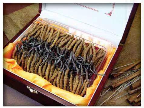 宋洛乡冬虫夏草回收